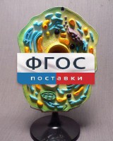 Модель "Клетка растения" - fgospostavki.ru - Воронеж