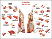 Таблица "Правила разделки мясных туш. Говядина и телятина" (100х140 сантиметров, винил) - fgospostavki.ru - Воронеж