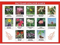 Таблица демонстрационная "Растения Красной книги" (винил 100*140) - fgospostavki.ru - Воронеж
