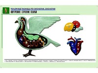Рельефная таблица "Внутреннее строение голубя" (формат А1, матовое ламинирование) - fgospostavki.ru - Воронеж