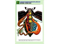Рельефная таблица "Внутреннее строение жука" (формат А1, матовое ламинирование) - fgospostavki.ru - Воронеж