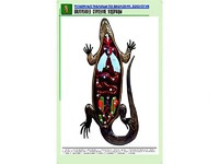 Рельефная таблица "Внутреннее строение ящерицы" (формат А1, матовое ламинирование) - fgospostavki.ru - Воронеж