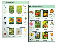 Коллекция "Семена и плоды" - fgospostavki.ru - Воронеж