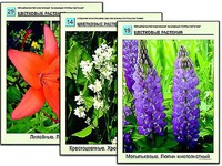 Гербарий фотографический "Основные группы растений" - fgospostavki.ru - Воронеж