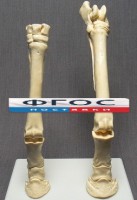 Скелет конечности лошади (передняя и задняя) на подставке - fgospostavki.ru - Воронеж