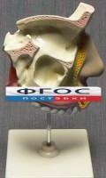 Модель "Разрез носоглотки" - fgospostavki.ru - Воронеж