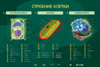 Электрифицированный стенд "Строение клетки" с маркерными полями - fgospostavki.ru - Воронеж