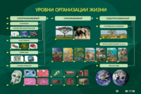 Электрифицированный стенд "Уровни организации жизни" - fgospostavki.ru - Воронеж