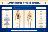 Электрифицированный стенд-тренажер c макетом скелета "Анатомическое строение человека" - fgospostavki.ru - Воронеж