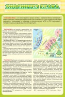 Стенд "Биосинтез белка" - fgospostavki.ru - Воронеж