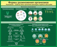 Стенд "Формы размножения организмов" - fgospostavki.ru - Воронеж