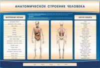 Электрифицированный стенд-тренажер c макетом скелета "Анатомическое строение человека" - fgospostavki.ru - Воронеж