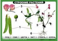 Комплект таблиц "Ознакомление с окружающим миром 1-4 класс" - fgospostavki.ru - Воронеж