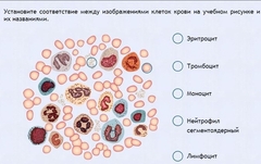 Интерактивные курсы. Биология 11 класс. Расширенный. - fgospostavki.ru - Воронеж