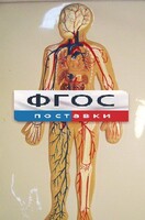 Модель барельефная "Кровеносная система человека" - fgospostavki.ru - Воронеж