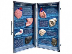 Учебно-демонстрационный кейс "Последствия употребления алкоголя и наркотиков" - fgospostavki.ru - Воронеж