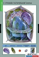 Комплект таблиц. Биология. Вещества растений. Клеточное строение. - fgospostavki.ru - Воронеж