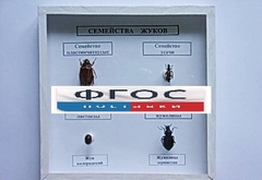 Коллекция "Семейство жуков" - fgospostavki.ru - Воронеж