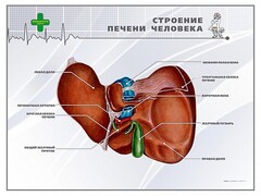 Стенд "Строение печени человека" - fgospostavki.ru - Воронеж