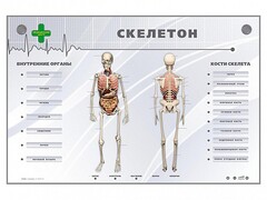 Электрифицированный стенд-тренажер "Скелетон" - fgospostavki.ru - Воронеж