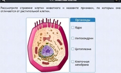Интерактивные курсы. Биология 8 класс. Базовый - fgospostavki.ru - Воронеж