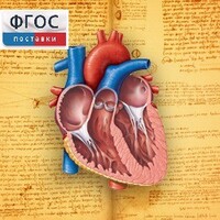 Анатомия (Цифровой атлас школьника) - fgospostavki.ru - Воронеж