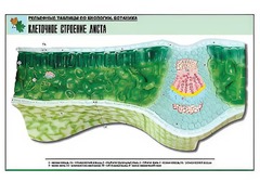 Рельефная таблица "Клеточное строение листа" (формат А1, матовое ламинирование) - fgospostavki.ru - Воронеж
