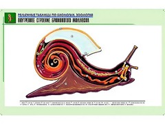 Рельефная таблица "Внутреннее строение брюхоногого моллюска" (формат А1, матовое ламинирование) - fgospostavki.ru - Воронеж