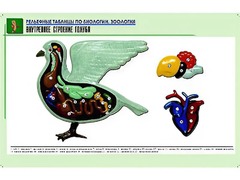 Рельефная таблица "Внутреннее строение голубя" (формат А1, матовое ламинирование) - fgospostavki.ru - Воронеж