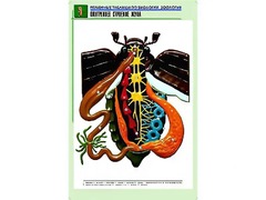 Рельефная таблица "Внутреннее строение жука" (формат А1, матовое ламинирование) - fgospostavki.ru - Воронеж