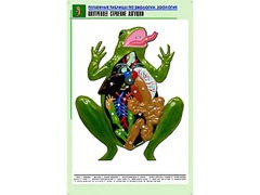 Рельефная таблица "Внутреннее строение лягушки" (формат А1, матовое ламинирование) - fgospostavki.ru - Воронеж