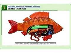 Рельефная таблица "Внутреннее строение рыбы" (формат А1, матовое ламинирование) - fgospostavki.ru - Воронеж