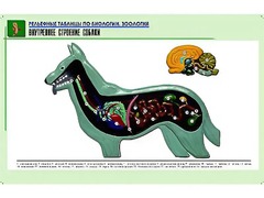 Рельефная таблица "Внутреннее строение собаки" (формат А1, матовое ламинирование) - fgospostavki.ru - Воронеж