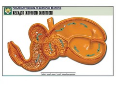 Рельефная таблица "Желудок жвачного животного" (формат А1, матовое ламинирование) - fgospostavki.ru - Воронеж