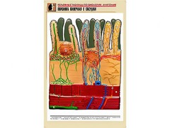 Рельефная таблица "Ворсинка кишечная с сосудом" (формат А1, матовое ламинирование) - fgospostavki.ru - Воронеж