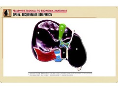 Рельефная таблица "Печень. Висцеральная поверхность" (формат А1, матовое ламинирование) - fgospostavki.ru - Воронеж