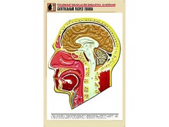 Рельефная таблица "Сагиттальный разрез головы" (формат А1, матовое ламинирование) - fgospostavki.ru - Воронеж