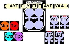 Модель-аппликация "Биосинтез белка" (ламинированная) - fgospostavki.ru - Воронеж