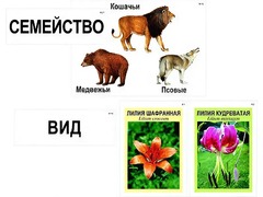Модель-аппликация "Классификация растений и животных" (ламинированная) - fgospostavki.ru - Воронеж