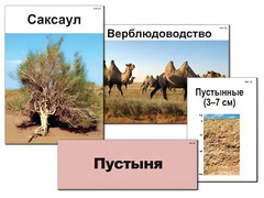Модель-аппликация "Природные зоны России" (ламинированная) - fgospostavki.ru - Воронеж