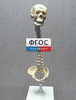 Модель "Позвоночник с черепом и тазом" - fgospostavki.ru - Воронеж