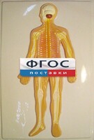 Модель барельефная "Нервная система человека" - fgospostavki.ru - Воронеж