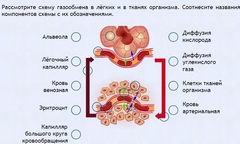 Интерактивные курсы. Биология 9 класс. Расширенный. - fgospostavki.ru - Воронеж