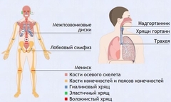 Интерактивные курсы. Биология 9 класс. Базовый. - fgospostavki.ru - Воронеж
