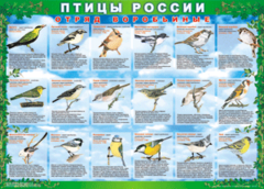 Комплект таблиц "Птицы России (4 листа)" (100х140 сантиметров, винил) - fgospostavki.ru - Воронеж