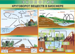 Таблица "Круговорот веществ в биосфере" (100х140 сантиметров, винил) - fgospostavki.ru - Воронеж