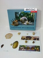 Коллекция "Раковины моллюсков" - fgospostavki.ru - Воронеж