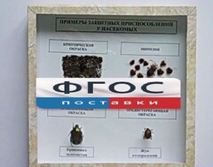 Коллекция энтомологическая "Примеры защитных приспособлений у насекомых" - fgospostavki.ru - Воронеж