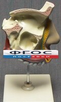 Модель "Разрез носоглотки" - fgospostavki.ru - Воронеж