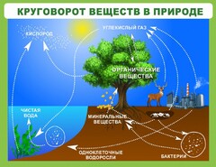 Стенд "Круговорот веществ" - fgospostavki.ru - Воронеж